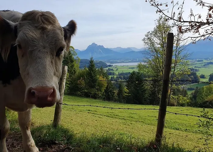 Alpenblick 12, Erholung Pur Im Allgaeu 公寓 *